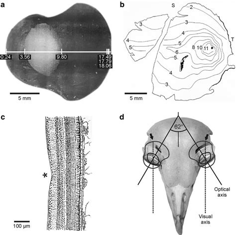 Owl Eyes Anatomy - Anatomy Book