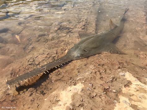 Sawfish Conservation Society