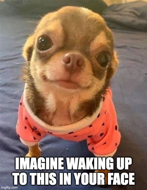 Waking up to cuteness - Imgflip