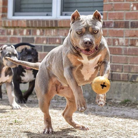 23 Droll American Bully Xl Colorado Photo HD - Bleumoonproductions