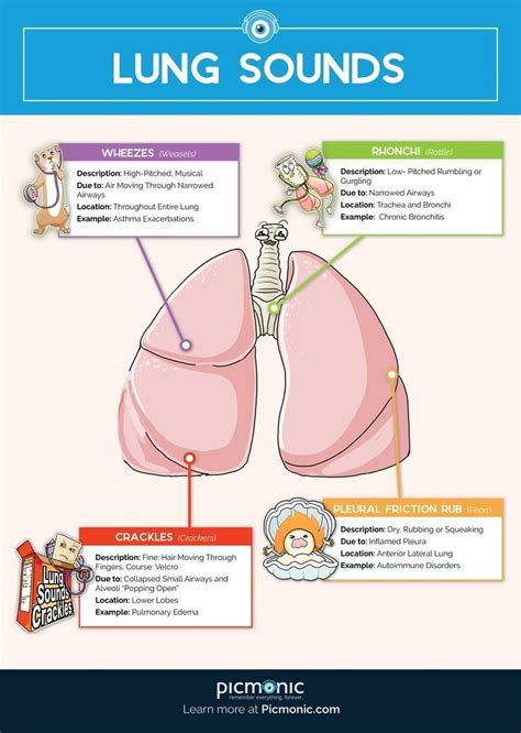 Use this guide to master the must-know lung sounds for nursing school ...