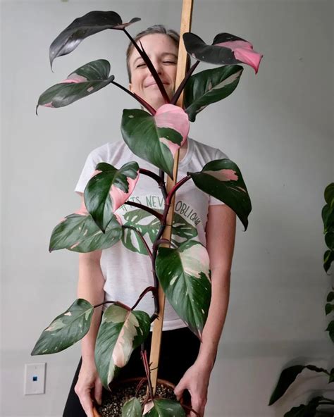 Grow and Care for Philodendron Pink Princess