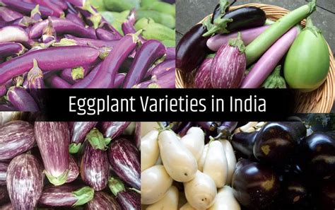 Top Varieties of Brinjal Grown in India