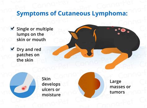 Lymphoma in Dogs | Canna-Pet | Lymphoma in dogs, Lymphoma, Pets