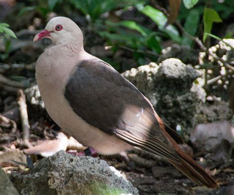 2485. Pink Pigeon (Nesoenas mayeri) | endemic to Mauritius | Birds ...