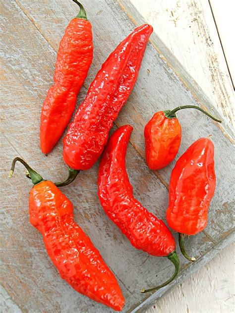 The Naga Viper Pepper: A Fiery Legend Unveiled | Spice and Life