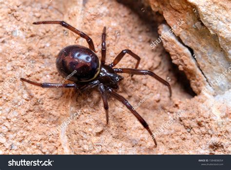 False Black Widow Spider Facts, Bite Habitat Information | vlr.eng.br