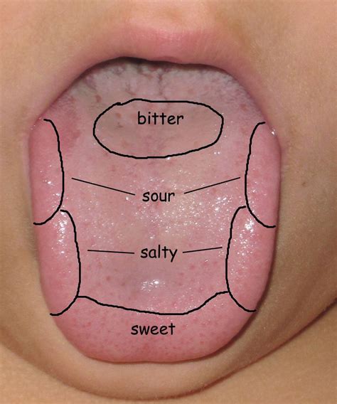 How long does it take to get your taste buds back after surgery - doodleret