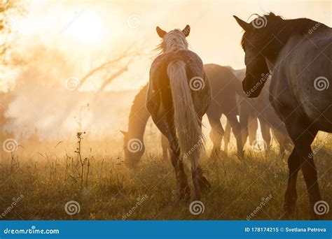 Free Horses are in the Meadow Stock Image - Image of freedom, mare ...