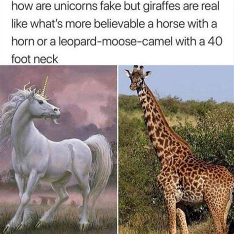 Pin by Melinda Miller on lols | Funny memes, Memes, Giraffe