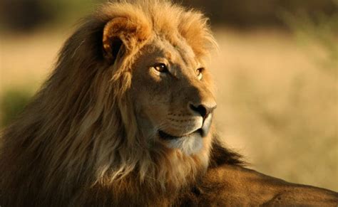 33 Rescued Lions To Fly From Peru To South Africa