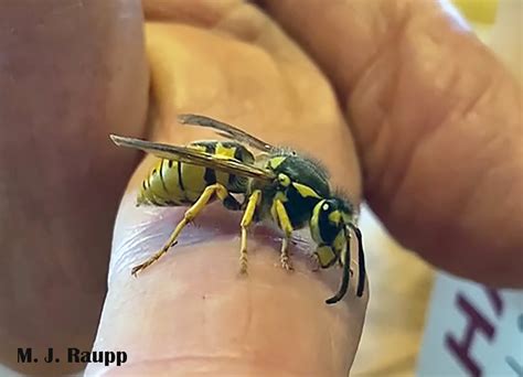 Surprise visit by a queen: German yellowjacket, Vespula germanica — Bug ...