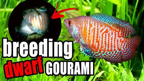 HOW TO BREED DWARF GOURAMI (English Subtitle) - YouTube