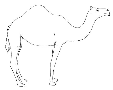 Camel In Desert Drawing | Free download on ClipArtMag