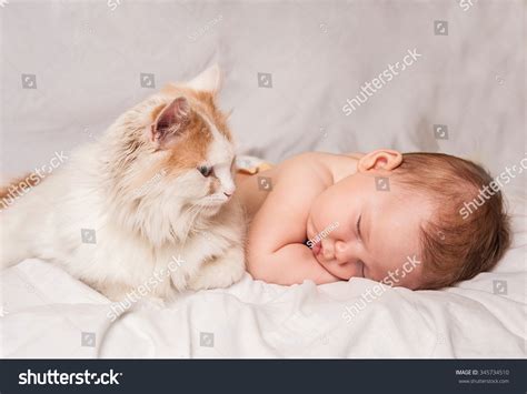 Baby Cat Sleeping Together Stock Photo 345734510 | Shutterstock