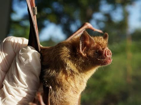 Vampire Bats Call Out to Friends to Share Blood Meals | Smithsonian