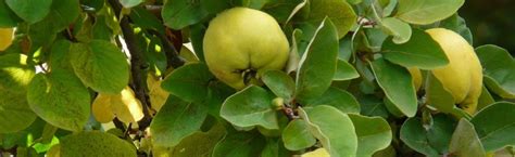 Quince Tree | Portland Nursery