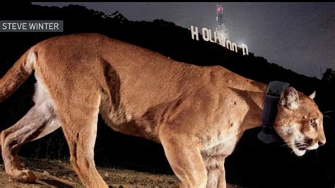 Hollywood Sign Mountain Lion