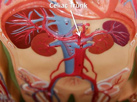 Celiac Trunk Artery Anatomy