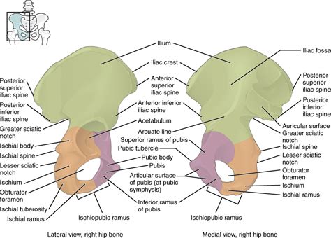 11.3 The Pelvic Girdle and Pelvis – Fundamentals of Anatomy and Physiology