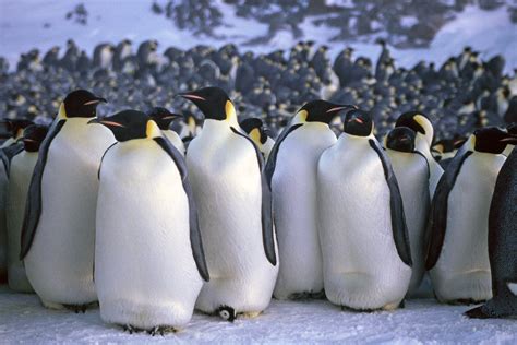 World's Second Largest Penguin Community In Antarctica Is Disappearing ...