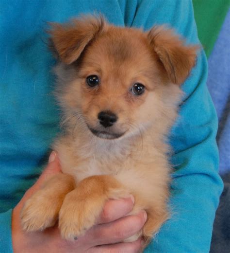 Jason and his four siblings -- "Janis's Puppies" -- debut for adoption ...