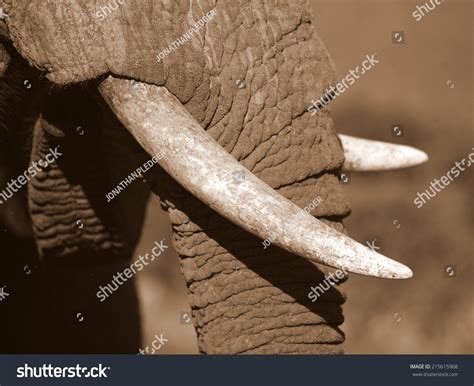 Close African Elephants Tusks Stock Photo 215615968 | Shutterstock