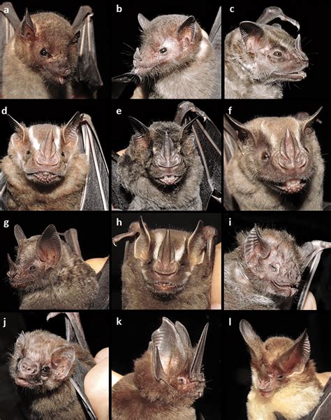 Bat species recorded in the Serra da Bocaina National Park, in the ...