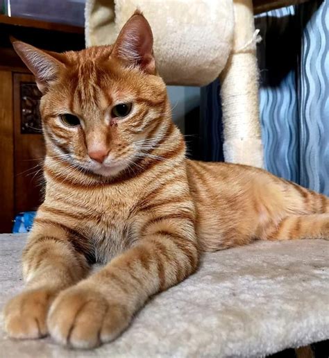 10 Must-Have Products for Your Adorable Orange Tabby Cat Breed: Your ...