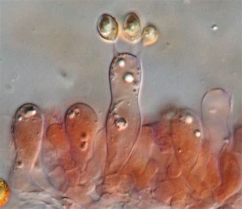 Basidia Microscope