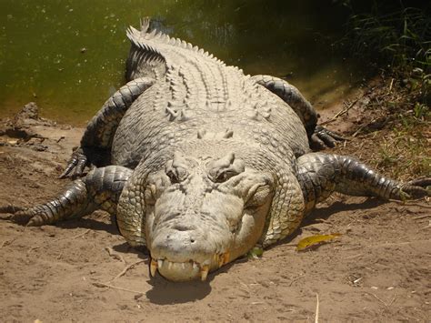 File:Saltwater crocodile.jpg - Wikimedia Commons