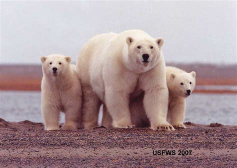 Polar bear conservation: the next 10 years | polarbearscience