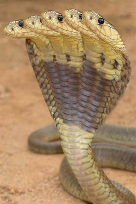 5 Headed King Cobra | Animals amazing, Beautiful snakes, Cute snake