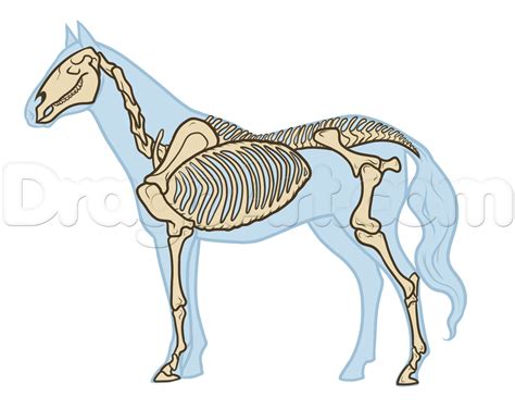 Horse Anatomy Drawing, Step by Step, Pets, Animals, FREE Online Drawing ...