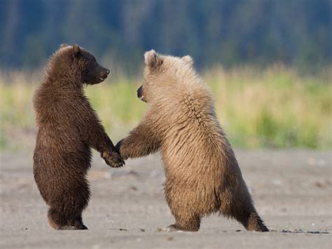 Grizzly Bear Cubs Playing