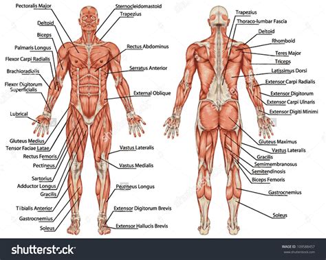 Human body muscles, Muscle diagram, Body muscle chart