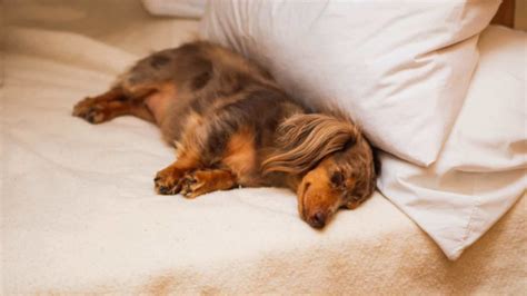 Dachshund Complete Sleeping Guide (Timeline, Problems, Solutions ...