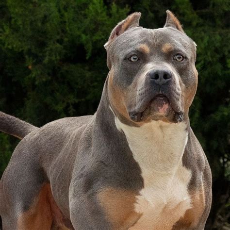 XXL American Bully -XXL Luxor Bullys Odysseus | Bully breeds dogs ...