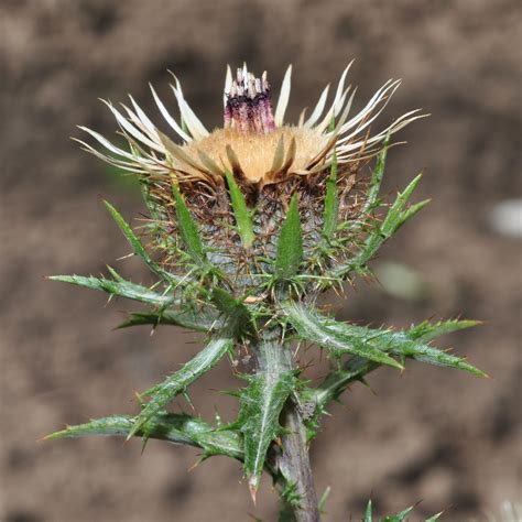 Carlina vulgaris (Asteraceae) image 42575 at