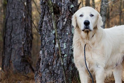 Learn how to leash train a great pyrenees using manners, clicker and ...