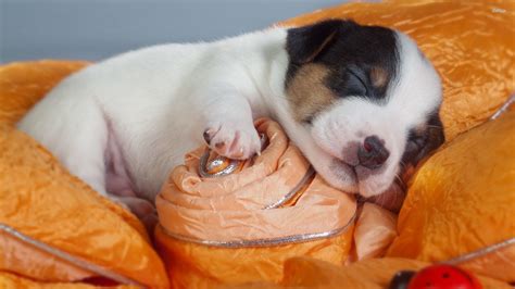 Cute Sleeping Puppies Wallpapers And Images Wallpapers Pictures Photos ...