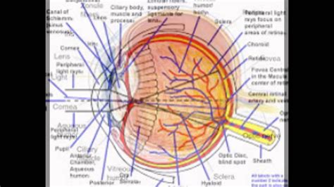 Fovea Function In The Eye - YouTube