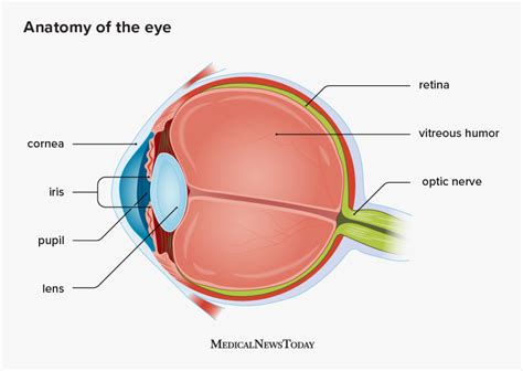 Vitreous humor: Location, function, structure, and more