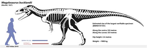 Megalosaurus bucklandii - skeletal by BritishPalaeontology on DeviantArt