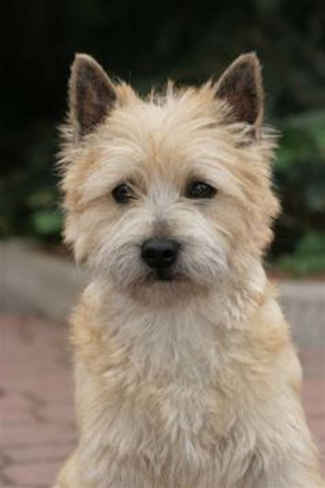 Cairn Terrier Dog Breed Information, Images, Characteristics, Health