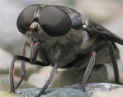 horse fly - face - Tabanus catenatus - BugGuide.Net