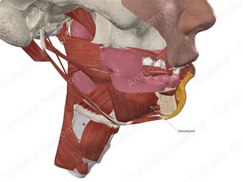 Geniohyoid Muscle | Complete Anatomy