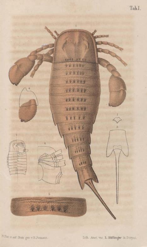 Eurypterus | Encyclopedia MDPI