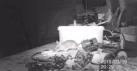 Trail Camera Catches Mouse Secretly Cleaning Man's Shed Every Night ...