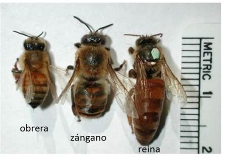 abejas | Drone bee, Bee, Worker bee